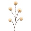 ISAA Kunsttak Pompom 100 cm - creme