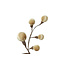 Countryfield Tak Miro L beige - 4 x 12 x 60 cm