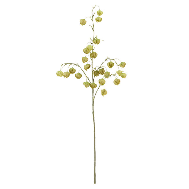 Light en Living Kunstbloem 20x10x100 cm PHYSALIS licht groen