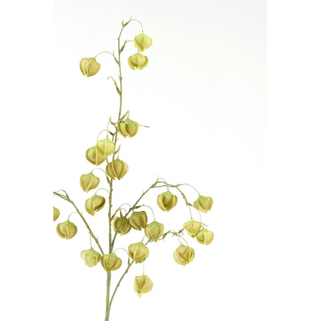 Light en Living Kunstbloem 20x10x100 cm PHYSALIS licht groen