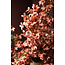 PTMD Kunstbloem Jasmine