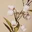 PTMD Kunstbloem Sandersonia Creme
