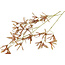 Countryfield Kunstbloem Sparkly Forsythia S goud