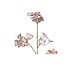 PTMD Kunsttak Hortensia Champagne fluweel tros