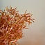 Countryfield Kunstbloem Sparkly Forsythia S goud
