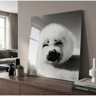 Countryfield Schilderij Zeehond Wild Life 80 x 80 cm