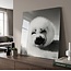 Countryfield Schilderij Zeehond Wild Life 80 x 80 cm