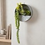 Countryfield Senecio groen met hangbakje