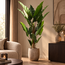 PTMD Kunstplant groen blad in zwarte pot - 170 cm hoog