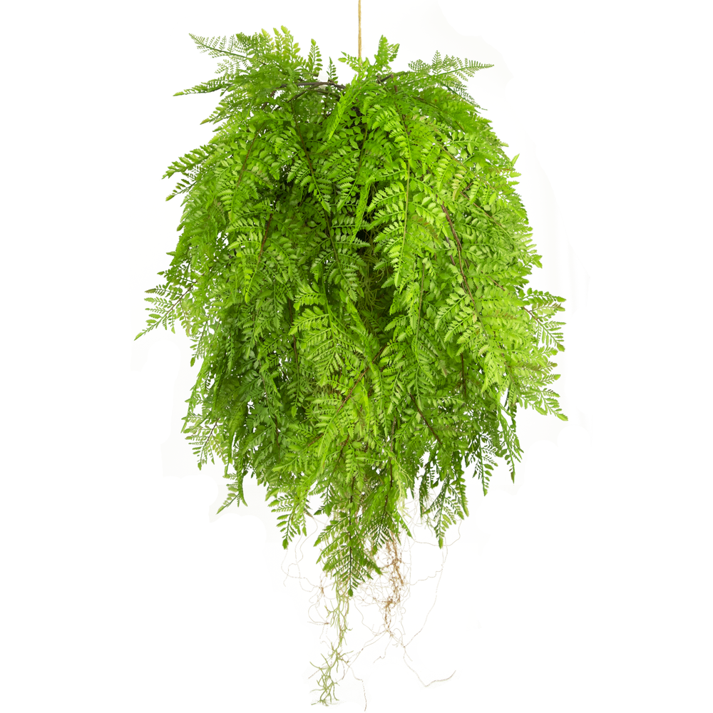 Künstliche Hängepflanze Farn - Wurzeln d80 cm mit Easyplants