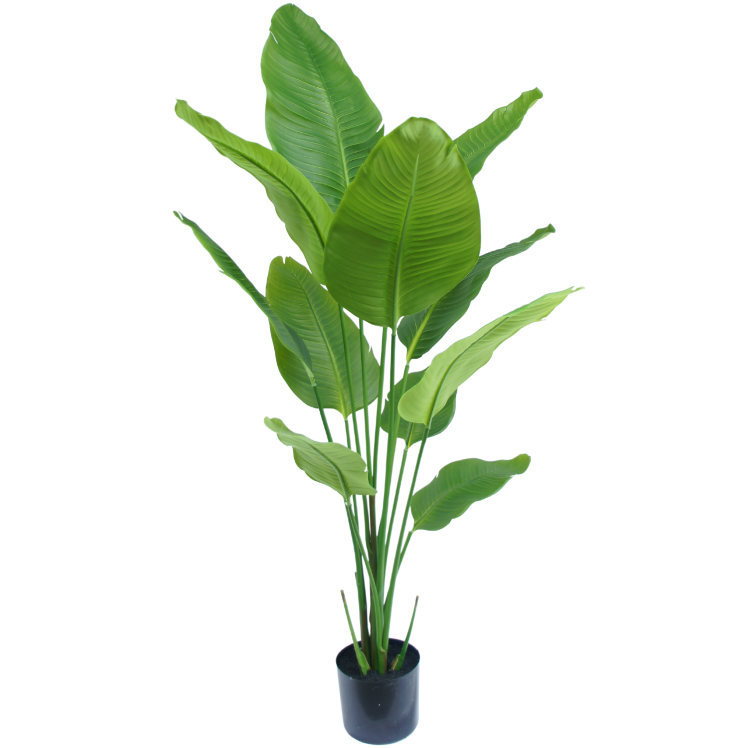 - cm 150 Künstliche Easyplants Strelitzia Pflanze