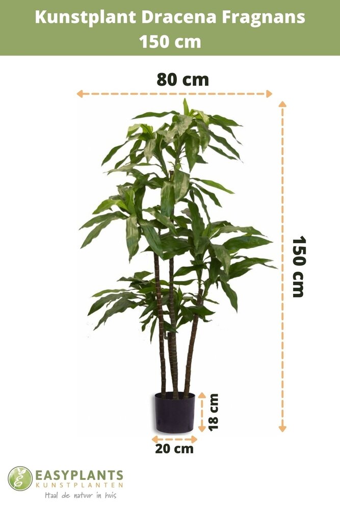 Fragnans Pflanze | Easyplants 1.80m Dracena Künstliche Easyplants -