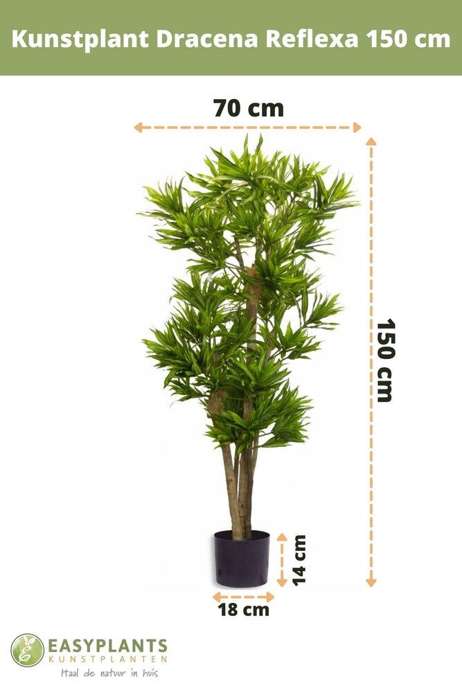 Kunstpflanze Dracena Marginata - Baum | Easyplants 1,50m Easyplants
