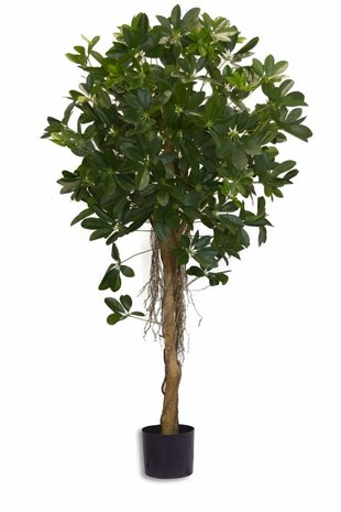 Kunstig Schefflera træ med små blade 150 cm