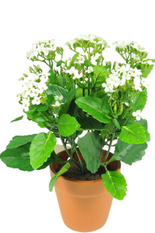 Kunstig blomst Kalanchoe planter 31 cm hvid
