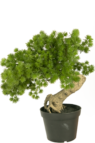 Kunstig bonsai træfyr 40 cm