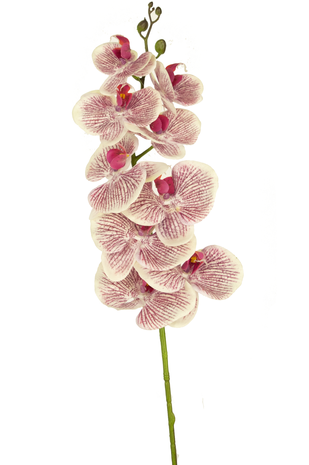 Kunstig blomst Orchid Real Touch Deluxe 105 cm fuchsia/hvid