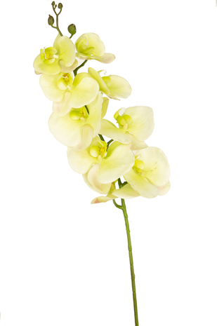 Kunstig blomst Orchid Real Touch Deluxe 105 cm hvid/gul