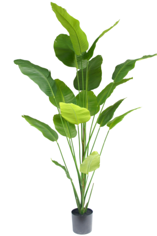 Kunstig plante Strelitzia 210 cm
