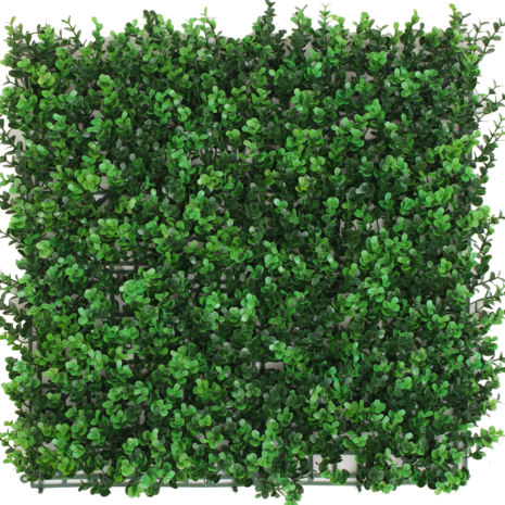 Kunstig hæk Buxus grøn 50x50 cm UV