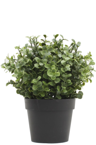 Kunstig plante Buxus grøn i potte 19 cm UV