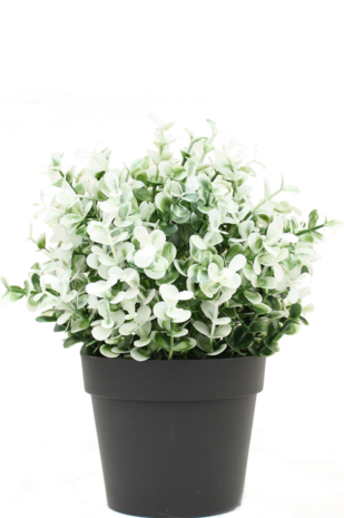 Kunstig plante Buxus hvid i potte 19 cm UV