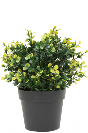 Kunstig plante Buxus gul i potte 19 cm UV