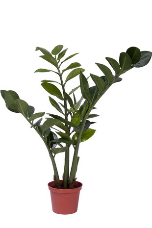 Kunstig Zamiocalcus plante 50 cm