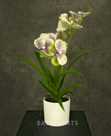 Kunstig orkidé 38 cm hvid/lilla i hvid potte
