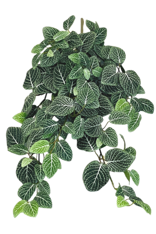 Kunsthangplant Fittonia Groen-wit 70cm
