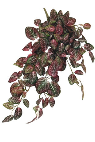 Kunst hangplant Fittonia Rood wit 70cm