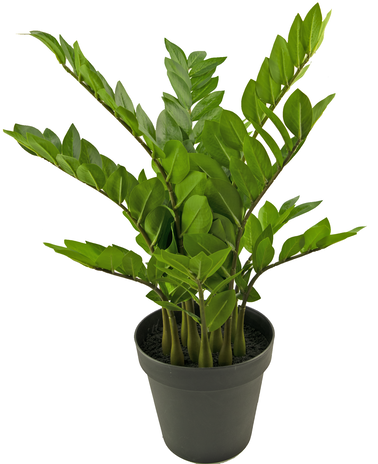 Kunstig plante Zamioculcas 73 cm deluxe