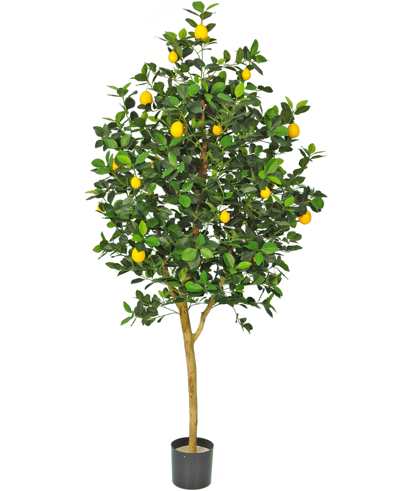 plante Citrontræ 150 cm ambiplants.dk