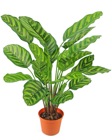 Kunstig plante Calathea Makoyana 60 cm