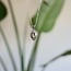 Citrien hanger Cazra Citrien hanger Cazra