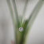 Ketting bloem Maansteen Zahra Ketting bloem Maansteen Zahra