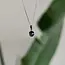 Labradoriet hanger Yima Labradoriet hanger Yima