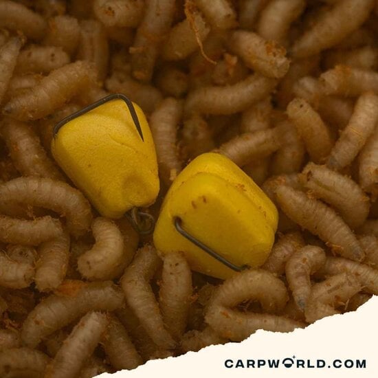 Pole Position Pole Position Corn Maggotclip