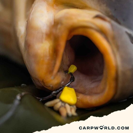 Pole Position Pole Position Tungsta Corn Shot