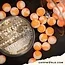 Carpworld.com Carpworld.com X F.F EsterSquid12 Pop Up 15mm