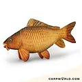 Delphin Delphin Carpy Knuffel 60cm