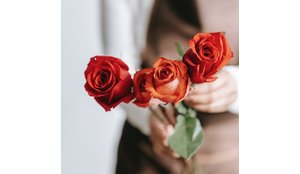 Why are roses the most popular flowers on Valentine's Day?