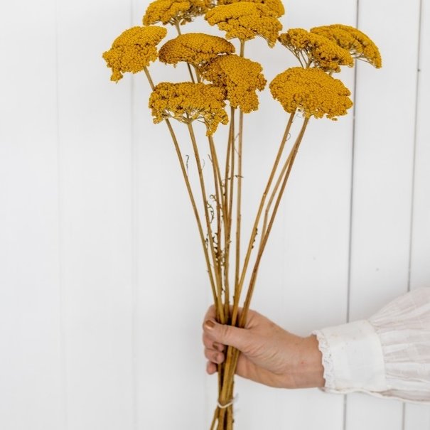 Bries aan Zee Gele Achillea Parker droogbloemen | 10 stelen per bos | Lengte 65 centimeter