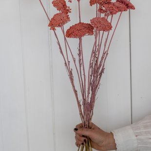 Gedroogde roze Achillea Parker, lengte 65 centimeter