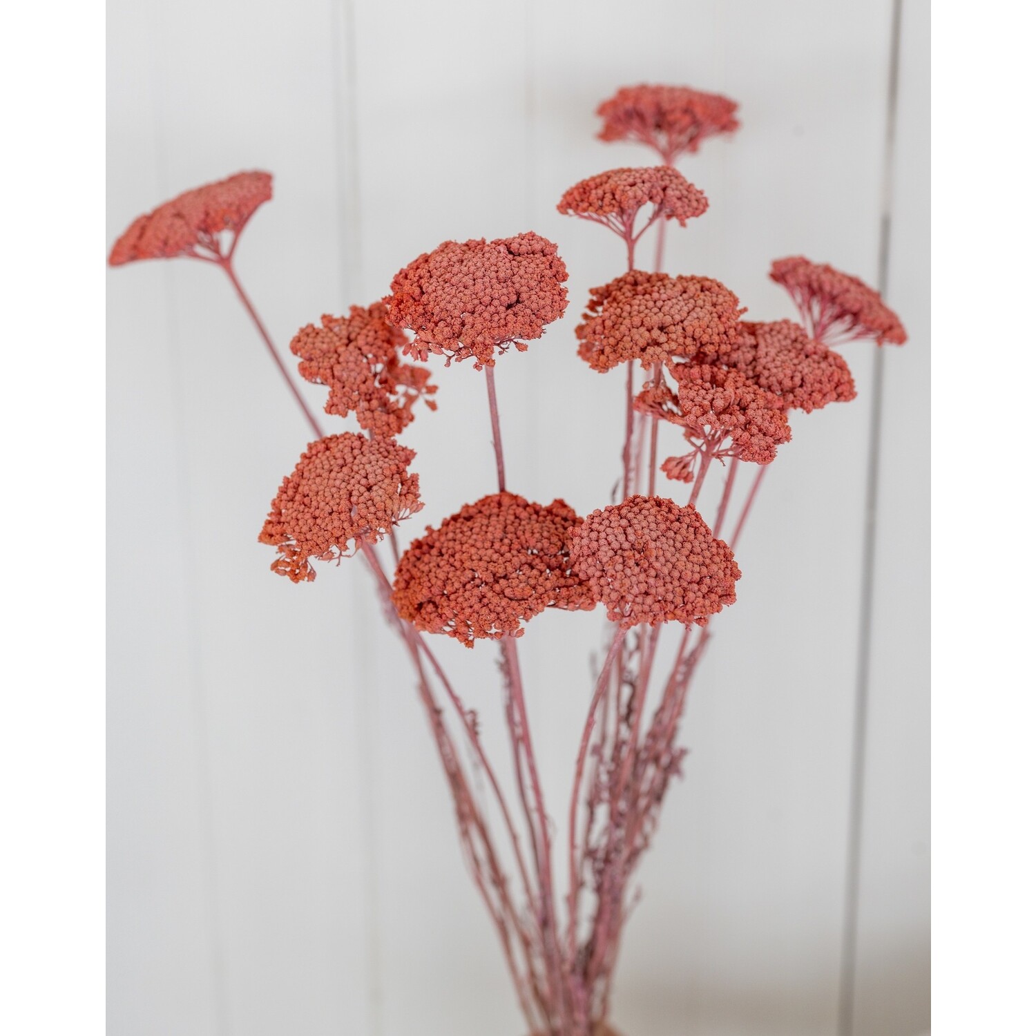 Pink Achillea Parker Dried Flowers, 10 flowers, Length 65 cm 