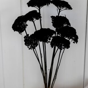 Dried black Achillea Parker, length 65 centimetres