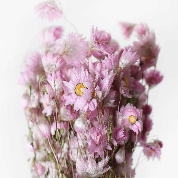 Bries aan Zee Roze Rhodante droogbloemen | ± 35 bloempjes per bos | Lengte 45 centimeter