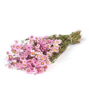 Gedroogde roze Rhodante, lengte ± 45 centimeter
