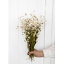 White Rhodante dried flowers | ± 35 flowers per bunch | Length 45 centimetres