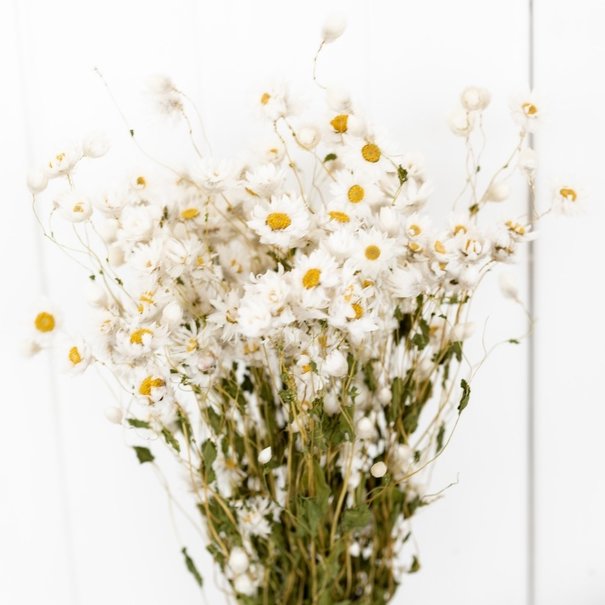 Bries aan Zee White Rhodante dried flowers | ± 35 flowers per bunch | Length 45 centimetres
